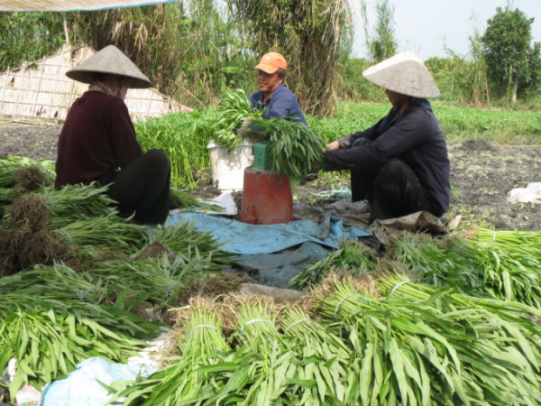 GREENCERT- CHỨNG NHẬN ISO HACCP VIETGAP HUU CO 