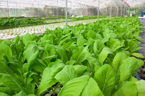 GREENCERT- CHỨNG NHẬN ISO HACCP VIETGAP HUU CO 