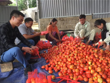 Trồng rau theo VietGAP cách làm giàu của người Mông Vân Hồ