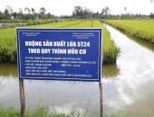 Lúa hữu cơ giá cao ngất ngưởng, thật sự không quá khó trồng
