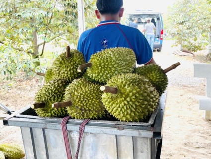 Việt Nam sắp ký nghị định thư với Trung Quốc về xuất khẩu sầu riêng chính ngạch