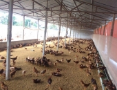 Nuôi gà ri theo hướng hữu cơ