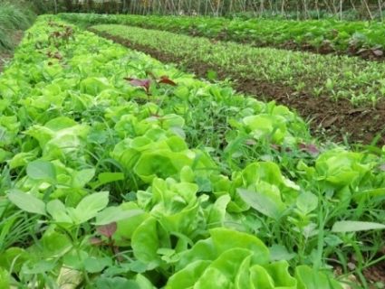 Lâm Đồng phát triển mạnh nông nghiệp hữu cơ