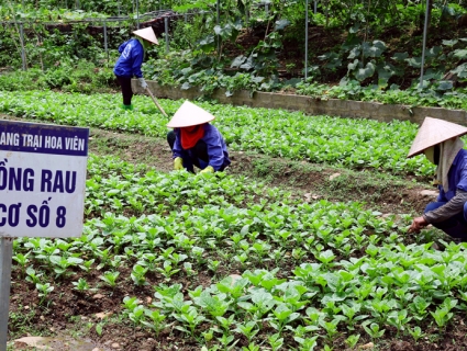Phát triển nông nghiệp hữu cơ: Mở hướng mới cho nông nghiệp Việt Nam
