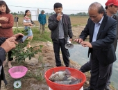 Những mô hình nuôi cá rô phi VietGap được bao tiêu, mang lại hiệu quả vượt trội