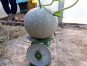 Trồng dưa lưới trong nhà màng theo tiêu chuẩn VietGap ở Long An