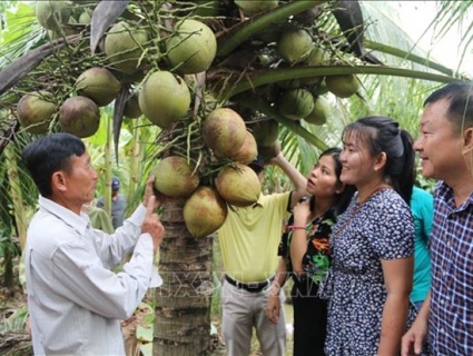 Đặc sản dừa sáp Cầu Kè được chứng nhận VietGAP
